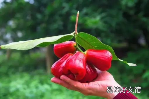 莲雾的吃法 莲雾一次性吃多了有什么不好