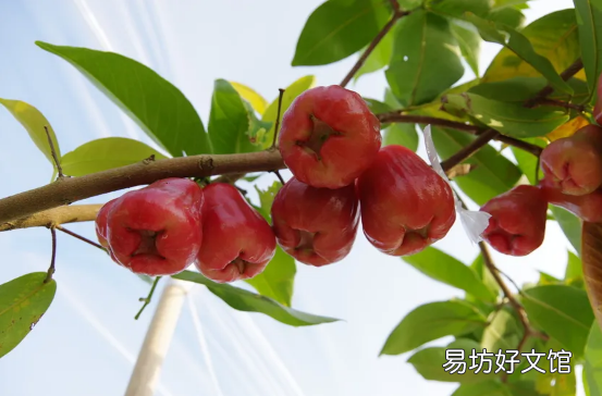 莲雾的吃法 莲雾一次性吃多了有什么不好