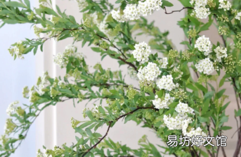 小手球养护攻略 小手球花期一般是多久