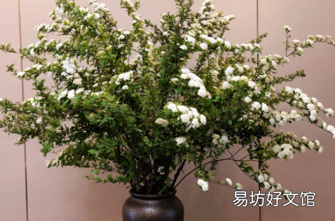 小手球养护攻略 小手球花期一般是多久