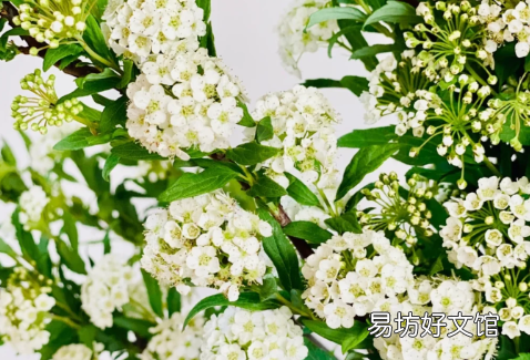 小手球养护攻略 小手球花期一般是多久