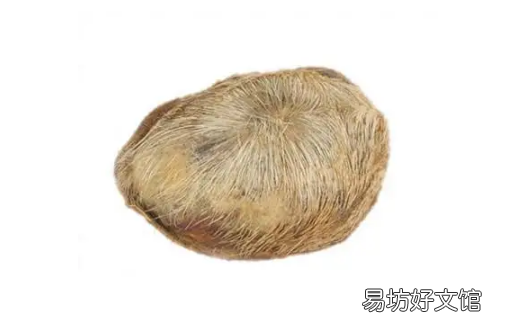 麝香的功效与作用 麝香是什么动物身上的哪个部位
