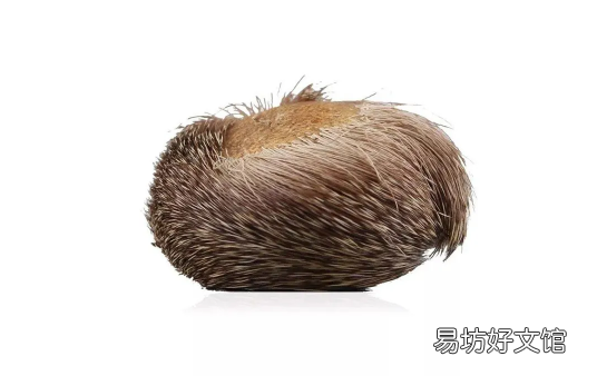 麝香的功效与作用 麝香是什么动物身上的哪个部位