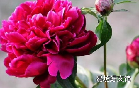 芍药的花苞干枯的原因 买的芍药根块只长叶没有花苞