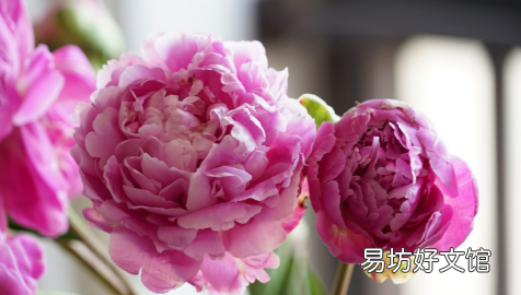 芍药的花苞干枯的原因 买的芍药根块只长叶没有花苞