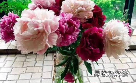 芍药的花苞干枯的原因 买的芍药根块只长叶没有花苞
