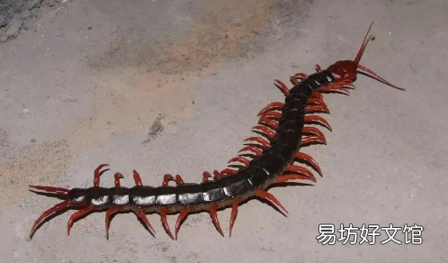 家里有蜈蚣怎么办 为什么不能踩死蜈蚣