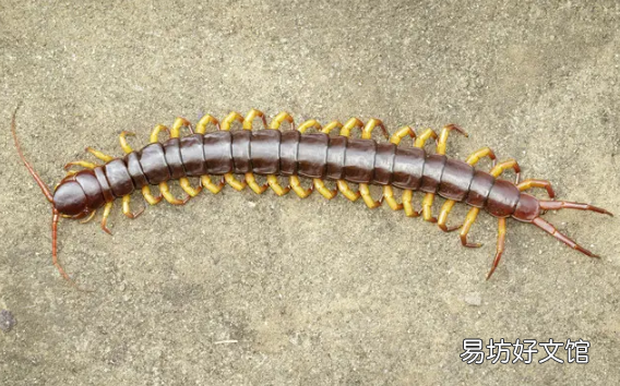 家里有蜈蚣怎么办 为什么不能踩死蜈蚣