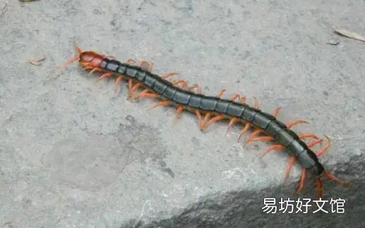 家里有蜈蚣怎么办 为什么不能踩死蜈蚣