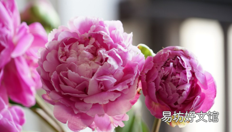芍药花什么时候开花 芍药花七点花开的样子是什么