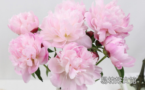 芍药花什么时候开花 芍药花七点花开的样子是什么