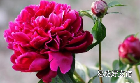芍药花什么时候开花 芍药花七点花开的样子是什么