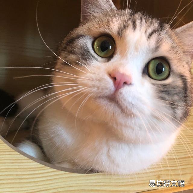 美短起司猫图片(美短起司猫多少钱一只)