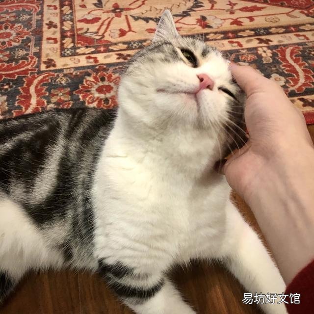 美短起司猫图片(美短起司猫多少钱一只)