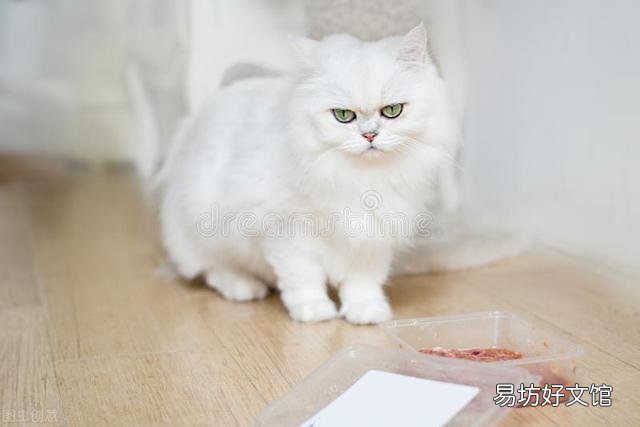 英短白猫的优缺点(英短白猫图片)