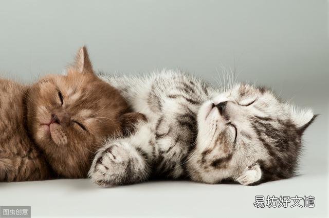 母猫多久发情一次(母猫多久发一次情)