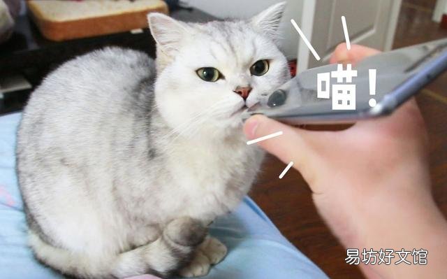 小猫咪叫声(小猫咪叫声沙哑而且很小)