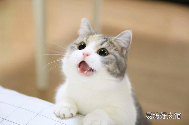 小猫咪叫声(小猫咪叫声沙哑而且很小)