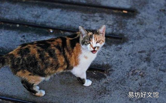 小猫咪叫声(小猫咪叫声沙哑而且很小)