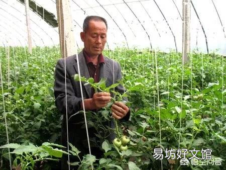种植西红柿要打叉吗？不打行会咋样？