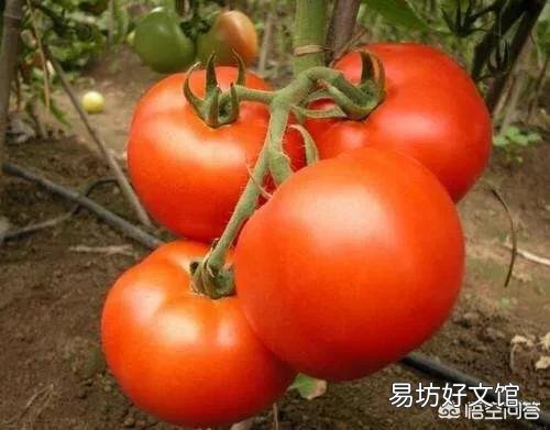 种植西红柿要打叉吗？不打行会咋样？