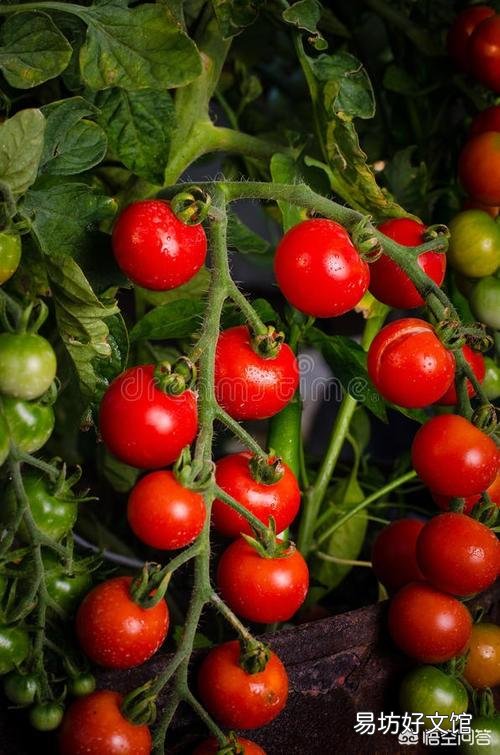 种植西红柿要打叉吗？不打行会咋样？