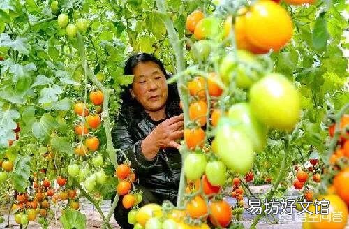 种植西红柿要打叉吗？不打行会咋样？