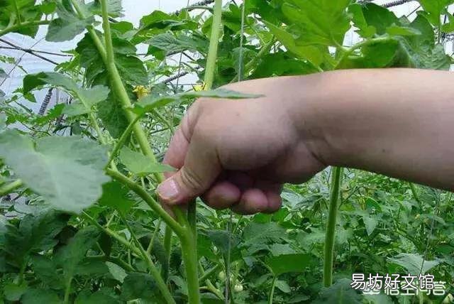 种植西红柿要打叉吗？不打行会咋样？
