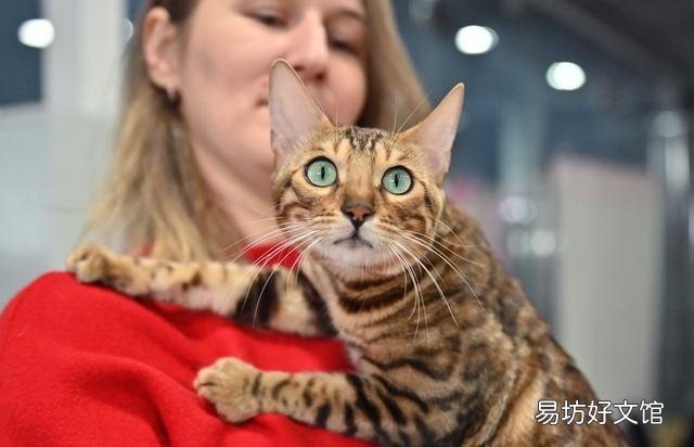 猫咪的图片大全大图(猫咪的图片大全)