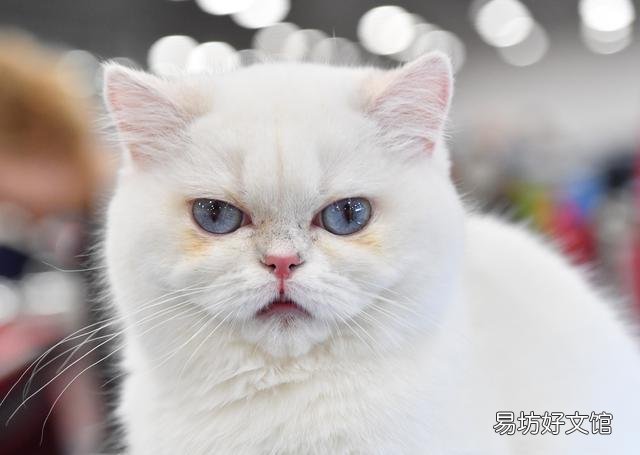 猫咪的图片大全大图(猫咪的图片大全)