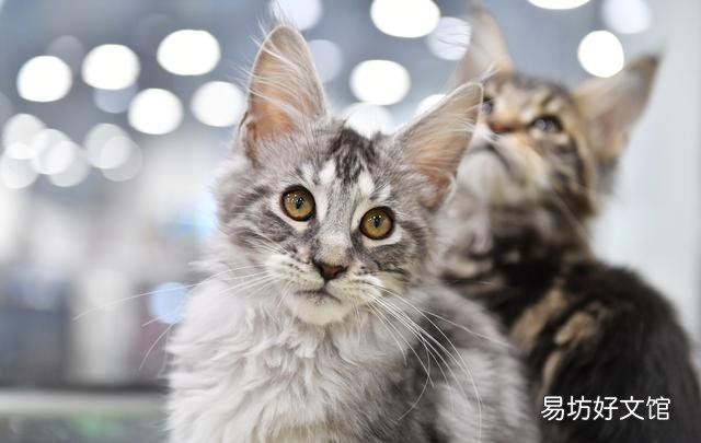 猫咪的图片大全大图(猫咪的图片大全)
