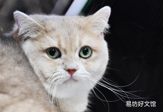 猫咪的图片大全大图(猫咪的图片大全)