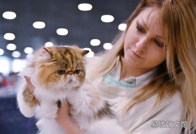 猫咪的图片大全大图(猫咪的图片大全)