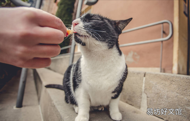 小猫领养几个月比较好(小猫几个月领养最好)