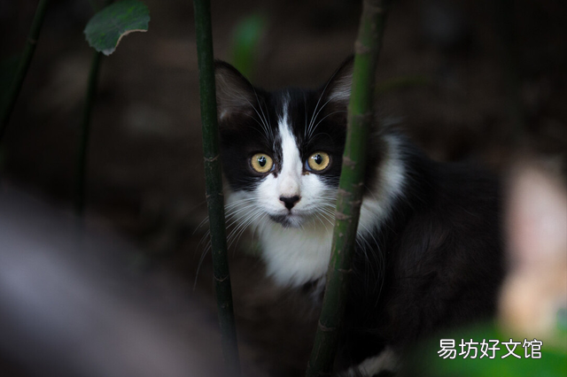 小猫领养几个月比较好(小猫几个月领养最好)