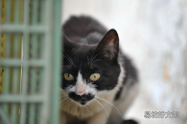 小猫领养几个月比较好(小猫几个月领养最好)