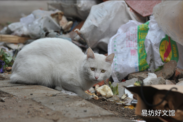 小猫领养几个月比较好(小猫几个月领养最好)