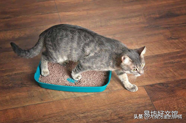 猫咪便秘的原因(猫咪便秘有哪些症状)