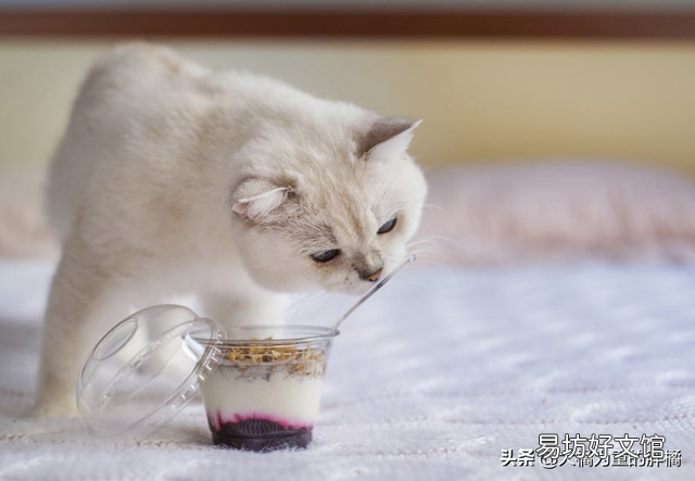 猫咪便秘的原因(猫咪便秘有哪些症状)