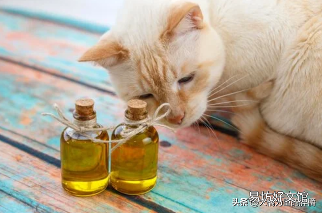 猫咪便秘的原因(猫咪便秘有哪些症状)
