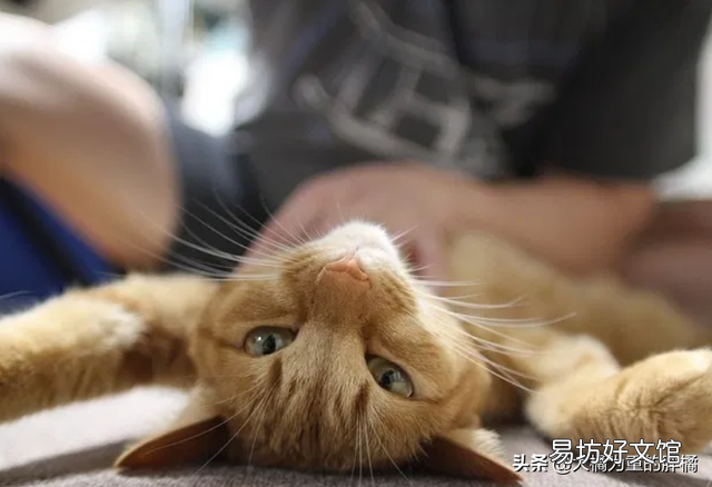 猫咪便秘的原因(猫咪便秘有哪些症状)