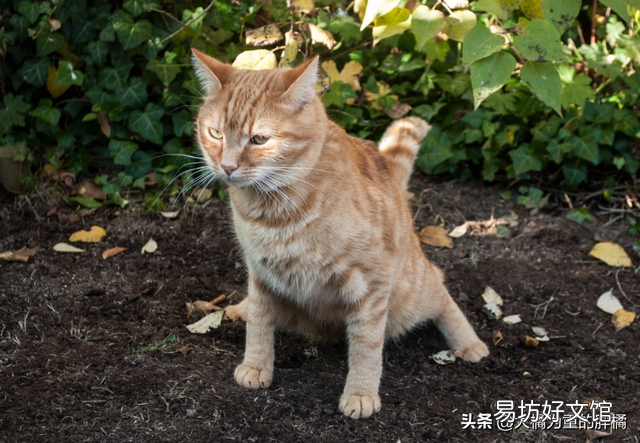 猫咪便秘的原因(猫咪便秘有哪些症状)