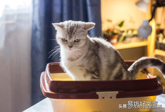 猫咪便秘的原因(猫咪便秘有哪些症状)