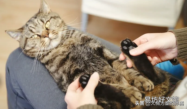 猫咪便秘的原因(猫咪便秘有哪些症状)