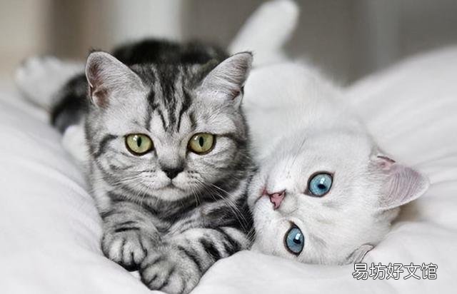 猫挠出血不打针有事吗(被自己家猫挠出血不打针有事吗)