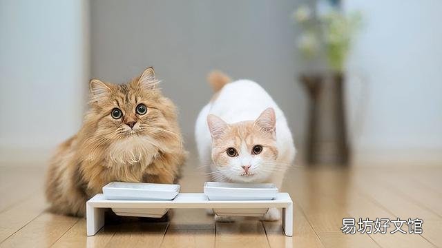 猫挠出血不打针有事吗(被自己家猫挠出血不打针有事吗)
