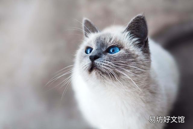 猫挠出血不打针有事吗(被自己家猫挠出血不打针有事吗)