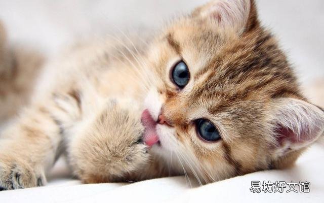 猫挠出血不打针有事吗(被自己家猫挠出血不打针有事吗)