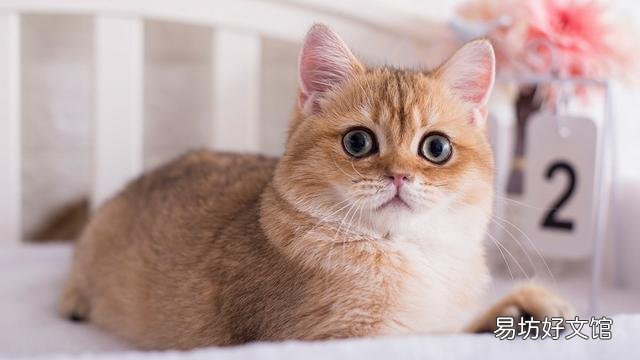 猫挠出血不打针有事吗(被自己家猫挠出血不打针有事吗)