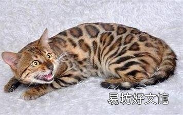 十大名贵猫(十大名贵猫排名)